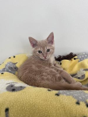 Cove, kitten, available for adoption
