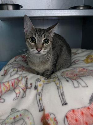 Eeby, young, available for adoption
