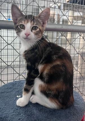 Sora, kitten, available for adoption