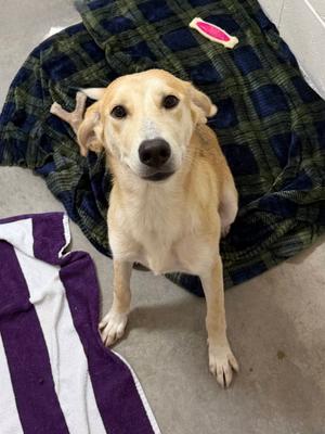 Wendy, puppy, available for adoption