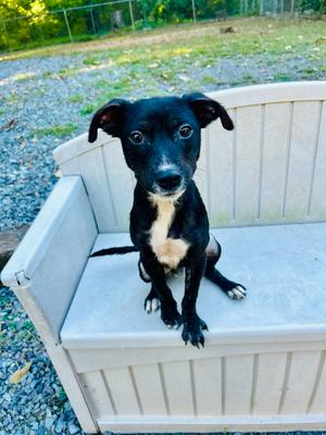 Espresso, puppy, available for adoption