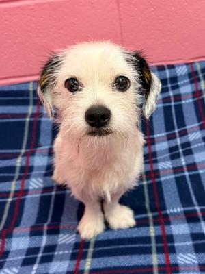 Peter Pan, puppy, available for adoption