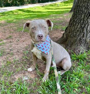 Azriel, Pit Bull Terrier, puppy, available for adoption