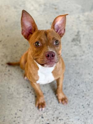 Sunflower, young, available for adoption