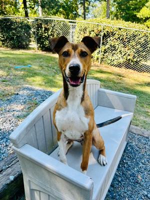 Cupid, young, available for adoption