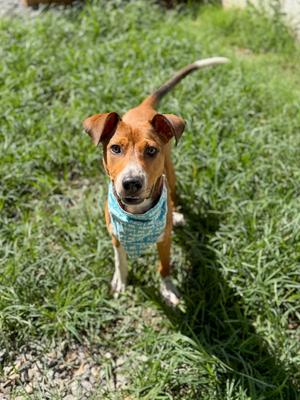 Cupid, puppy, available for adoption