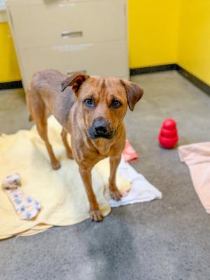 Bubba, Shepherd, young, available for adoption