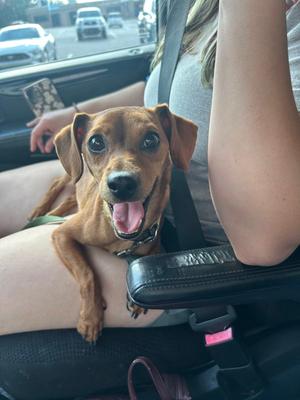 Pan Fry, Terrier, puppy, available for adoption