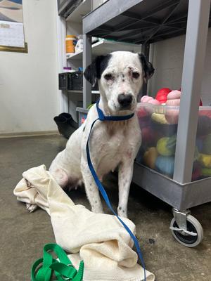 Cranberry, Pointer, young, available for adoption