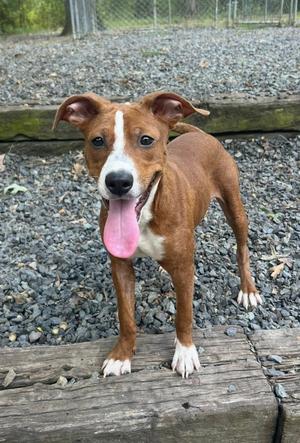 Apple, puppy, available for adoption