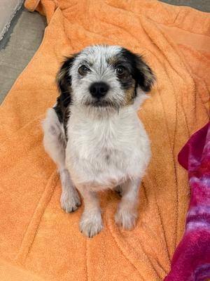 Tinkerbell, adult, available for adoption