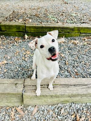 Stanley Steamer, Terrier, puppy, available for adoption