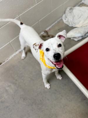 Stanley Steamer, Terrier, puppy, available for adoption
