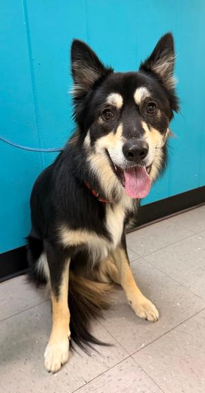 Bear, Border Collie / Husky, available for adoption