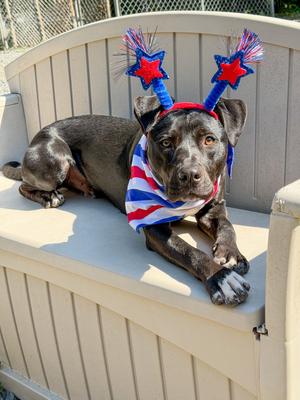 Jack Skeleton, Hound / American Pit Bull Terrier, young, available for adoption