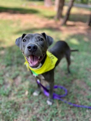 Andy, Pit Bull Terrier, puppy, available for adoption