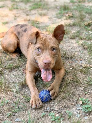 Slim Jim, Pit Bull Terrier, puppy, available for adoption