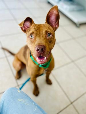 Slim Jim, Pit Bull Terrier, young, available for adoption