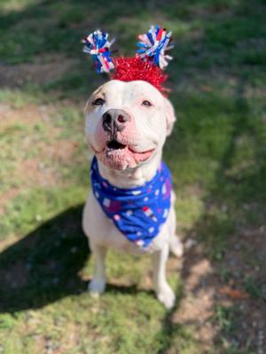 Barn Door, Pit Bull Terrier, puppy, available for adoption