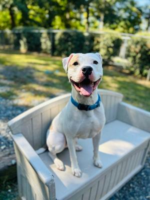 Barn Door, Pit Bull Terrier, puppy, available for adoption