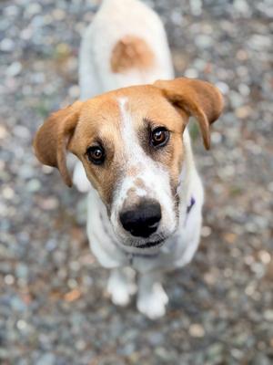 Bodaway, Hound, puppy, available for adoption