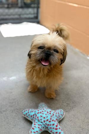 Tofu, Shih Tzu, puppy, available for adoption