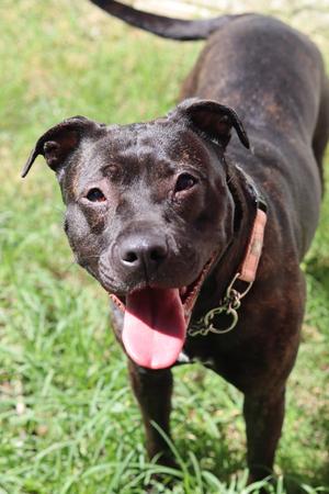 Carrot, Staffordshire Bull Terrier, puppy, available for adoption