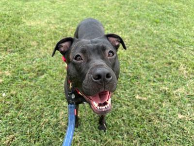 A black dog with a happy expression, wearing a blue leash, standing on a grassy field.