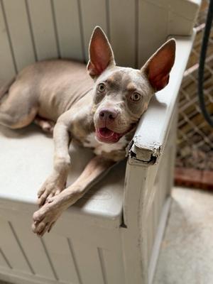 Poppyseed, puppy, available for adoption