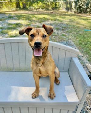A brown dog with floppy ears sitting on a white bench, looking at the camera with its tongue out.