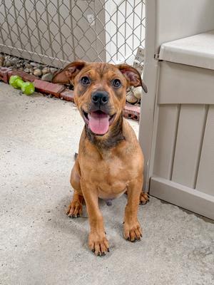 Teddy Graham, Bulldog, puppy, available for adoption