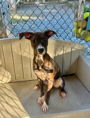 Pecan, puppy, available for adoption