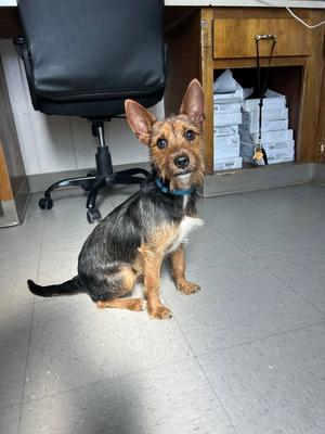 Boogie, puppy, available for adoption