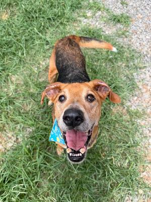 Whopper, Hound, puppy, available for adoption