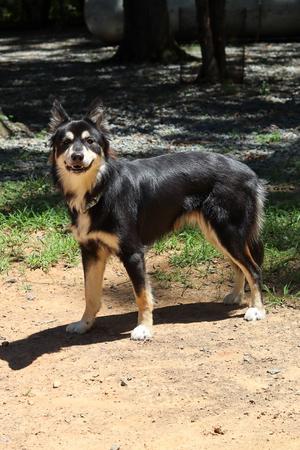 Bear, Border Collie / Siberian Husky, puppy, available for adoption