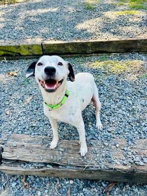 Cranberry, puppy, available for adoption