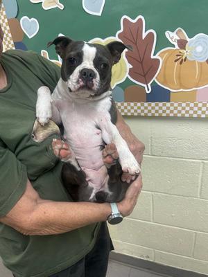 Darla, Boston Terrier, puppy, available for adoption