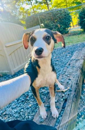 Ember, puppy, available for adoption