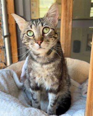 Clove, young, available for adoption