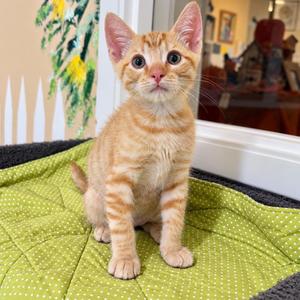 Cheddar, kitten, available for adoption