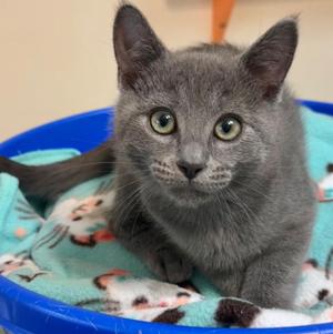 Enoki, kitten, available for adoption