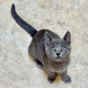 A gray cat with green eyes looking up at the camera.