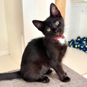 Lily, kitten, available for adoption