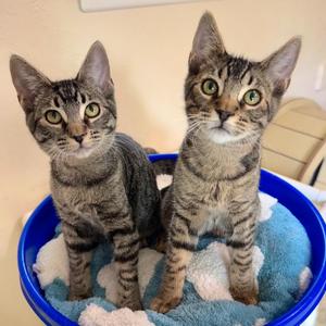Jake, kitten, available for adoption