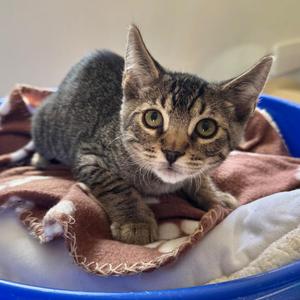 Jake, kitten, available for adoption
