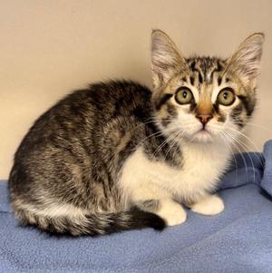 Pablo, kitten, available for adoption