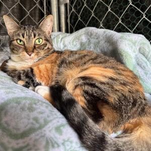 Paloma, adult, available for adoption