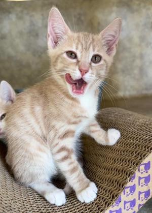 Loki, kitten, available for adoption