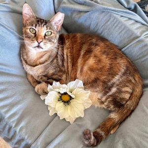 Evie, adult, available for adoption