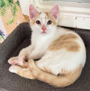 Sherbert, kitten, available for adoption